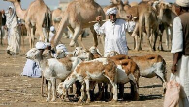 اسواق الماشية السودان