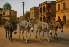 khartoum donkeys sudan street