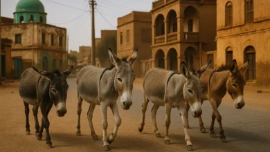 khartoum donkeys sudan street