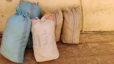 شرطة الخرطوم تُسفر عن ضبط أكثر من 4 آلاف رأس حشيش غرب أم درمان 2 1765893847902