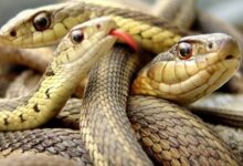 alalam 636041252301307360 25f 4x3