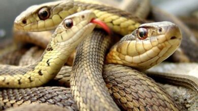 alalam 636041252301307360 25f 4x3