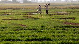 مؤشرات مبشرة لموسم زراعي استثنائي في الجزيرة 1 images 61