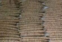 IMG ٢٠٢٦٠٣١٠ ٠٥٣٩٢٧