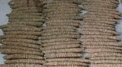 IMG ٢٠٢٦٠٣١٠ ٠٥٣٩٢٧