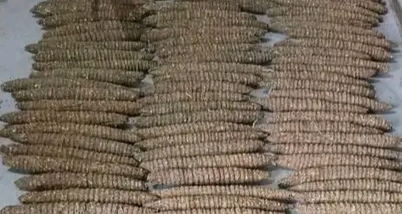 IMG ٢٠٢٦٠٣١٠ ٠٥٣٩٢٧