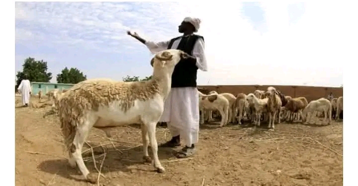 قفزة قياسية في أسعار الأضاحي بالسودان تضع "خروف العيد" خارج حسابات المواطنين 1 1778756638393