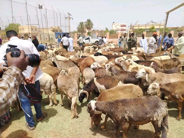أسواق الأضاحي بالخرطوم تشهد وفرة محدودة وارتفاعاً قياسياً في الأسعار وسط ترقب شعبي وجهود تكافلية 1 1779798325539