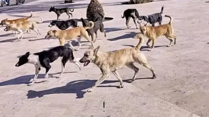 إصابة أكثر من 35 مواطناً.. هجمات مرعبة لكلاب ضالة تثير الهلع في قرى "أم القرى" بولاية الجزيرة 1 1780750609270