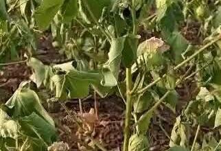 العطش ينذر بخطر المحاصيل في سرحان 2 IMG 20260902 WA0010 322x470