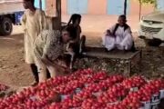 وصول أول دفعة من محصول الطماطم إلى الأسواق المحلية 1 وصول أول دفعة من محصول الطماطم إلى الأسواق المحلية