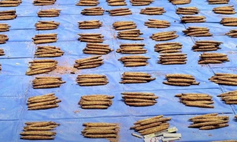 ضبط كميات كبيرة من قندول بنقو في أم بدة