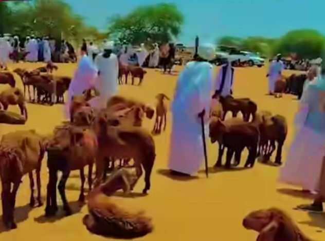 كساد مفاجئ في أسواق المواشي بالسودان 1 Screenshot 20260903 200313 Facebook 632x470 1