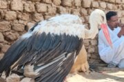 طائر مهاجر يثير استغاثة في بربر وجهته مفاجئة 2 طائر مهاجر يثير استغاثة في بربر وجهته مفاجئة