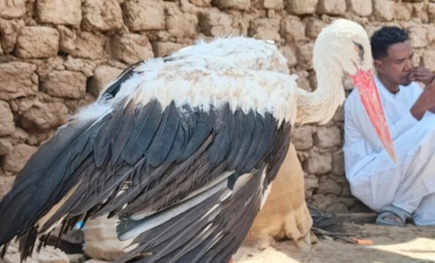طائر مهاجر يثير استغاثة في بربر وجهته مفاجئة