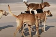 هجوم مفاجئ للكلاب الضالة يسفر عن مصيبة