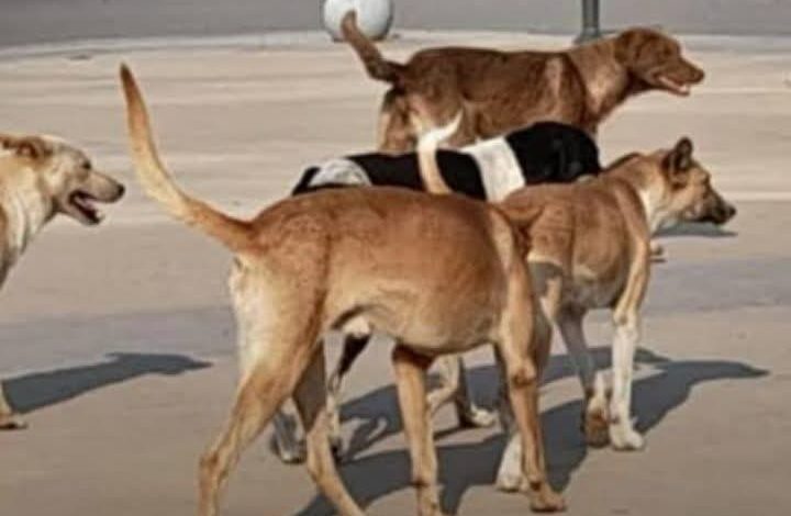 هجوم مفاجئ للكلاب الضالة يسفر عن مصيبة