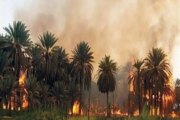 حرائق النخيل تهدد سبل العيش في قرى المحس 12 حرائق النخيل تهدد سبل العيش في قرى المحس
