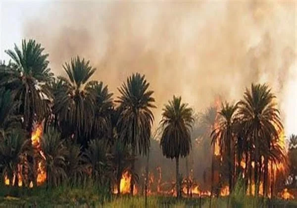 حرائق النخيل تهدد سبل العيش في قرى المحس