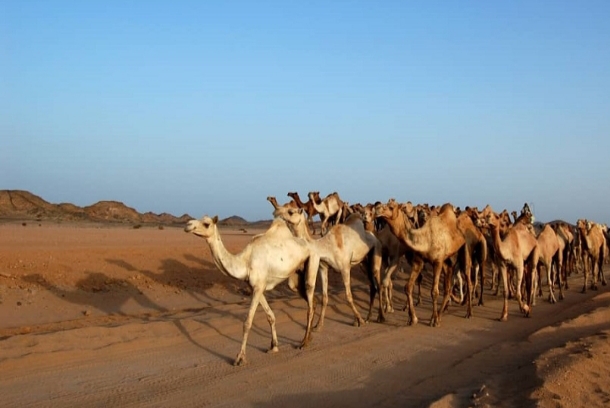 مسلحون يسطون على إبل ويهددون أصحابها في الخوي 1 مسلحون يسطون على إبل ويهددون أصحابها في الخوي