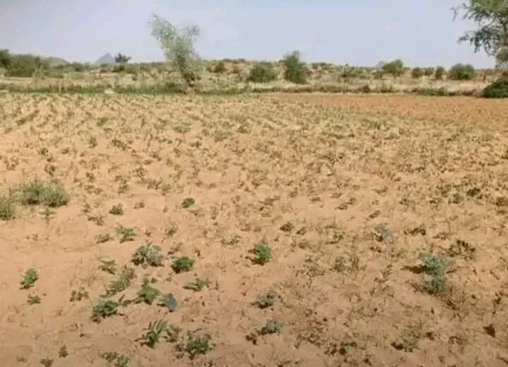 حالة زراعية حرجة تهدد بولاية غرب دارفور